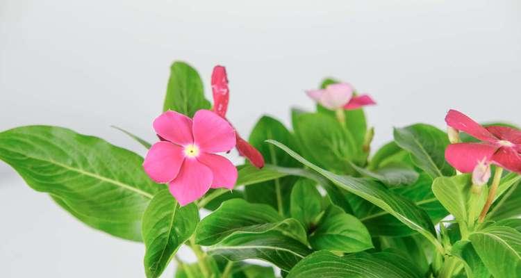 长春花的花期及观赏技巧（探秘长春花开花时期与欣赏之道）