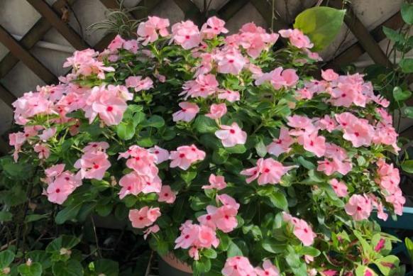 长春花的花期及观赏技巧（探秘长春花开花时期与欣赏之道）