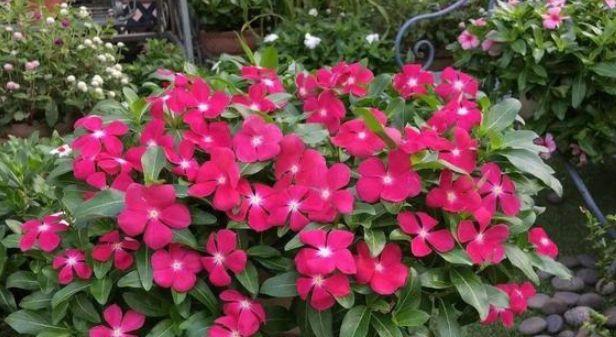 长春花的花期及观赏技巧（探秘长春花开花时期与欣赏之道）