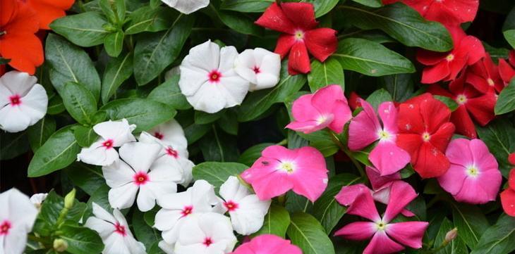长春花几年生植物的生长特点（探索长春花多年生的奥秘）