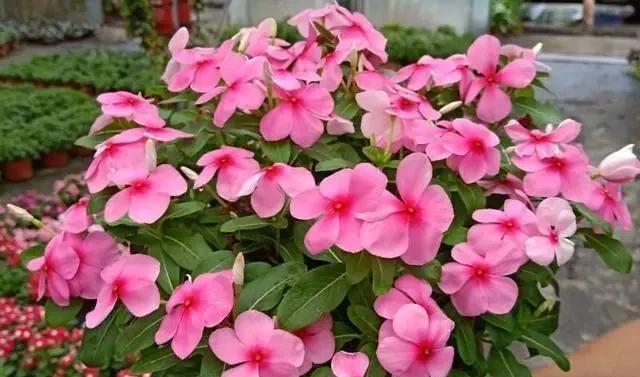 长春花的开花时间和开花次数（春夏秋冬四季都有开花）