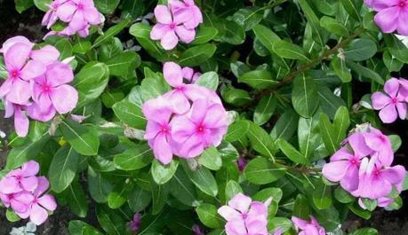长春花家里养吉利，让风水更好（家居摆放）