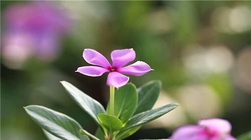 长春花能否泡水喝（科学告诉你如何正确食用长春花）