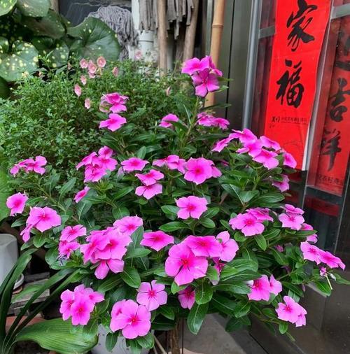 长春花的耐冻性及养护方法（寒冬不怕冻的花）