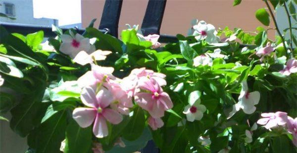 长春花的耐冻性及养护方法（寒冬不怕冻的花）