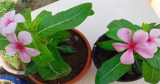 如何正确移栽长春花（移栽时间）