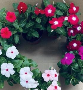长春花的生命周期（揭秘长春花是多年生还是一年生植物）