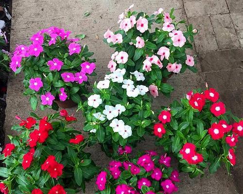 长春花的种植方法与注意事项（适合什么季节种植）