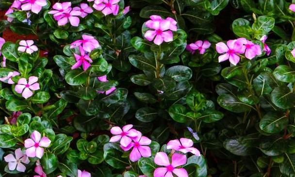 长春花——寓意春天的永恒（探寻长春花的象征意义）