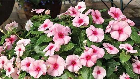 长春花种植技巧（如何在一盆长春花中种植适量的花苗）