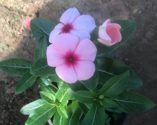 长春花栽培（选择盆大小）