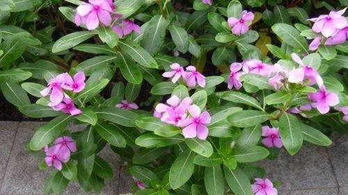 家庭养护长春花指南（长春花是否有毒）