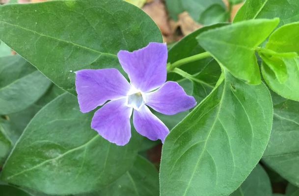 长春花在室内养殖的安全性剖析（毒性）