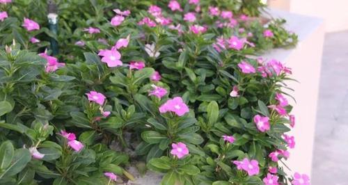长春花的繁殖方法（从分株到播种）