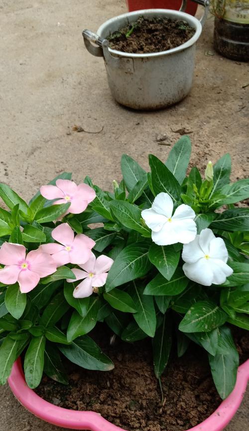 长春花种子种植指南（如何在家种植长春花）