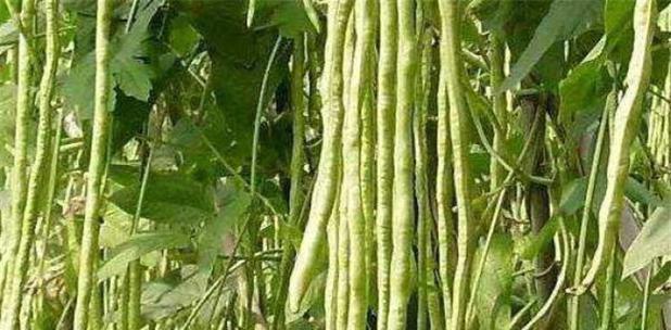 长豆角种植技巧（时间）