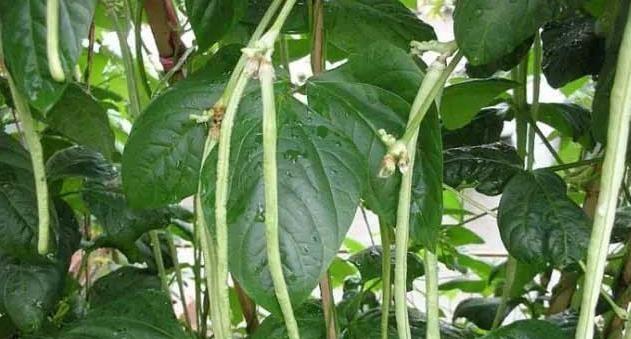 长豆角种植技巧（时间）