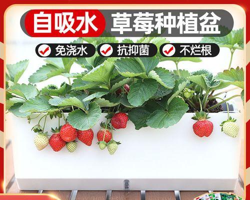 长方形花盆的最佳选择（适合种什么植物）