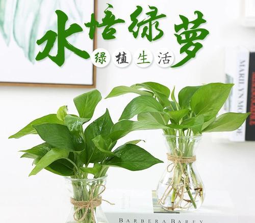 长花瓶的植物选择（如何选择适合长花瓶的植物）