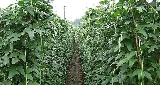 长豇豆种植全攻略（几月份种植最合适）