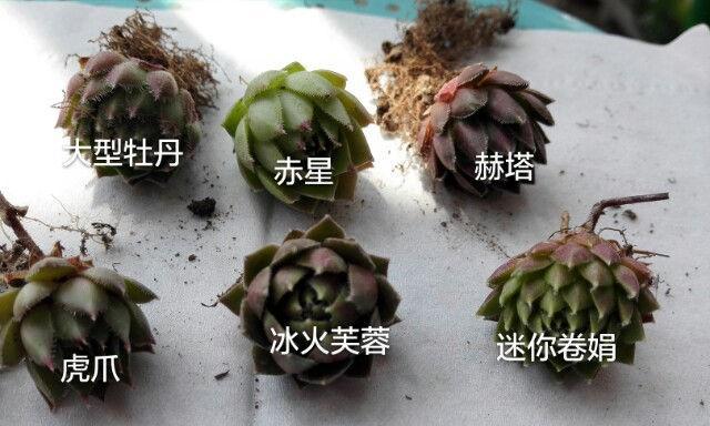 长生草的种植与养护技巧（长生草上盆时间及养护方法）