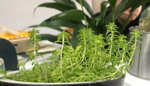 长生花的养护秘籍（打造美丽园林的必备技能）