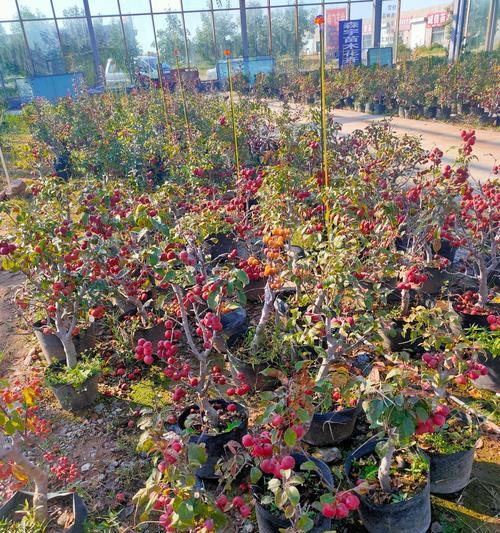 长寿冠海棠的多次开花之谜（一个植物学家的探究与发现）