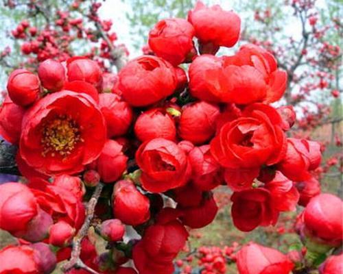 长寿冠的花开九九归一（探秘长寿冠一年开几次花的奥秘）