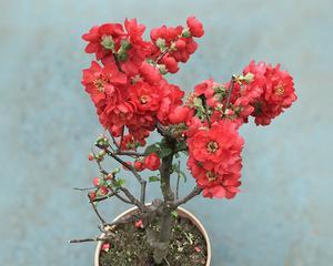长寿海棠的花期特点（一年开几次花）
