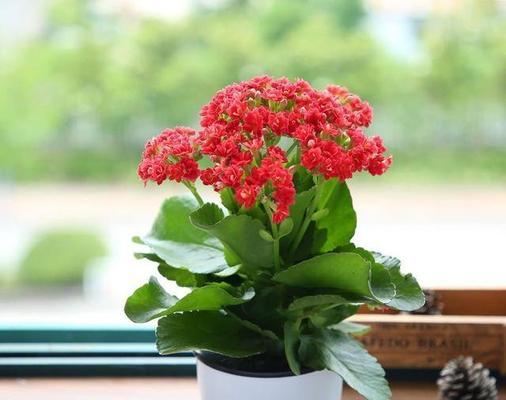 长寿花不开花原因及解决办法（掌握这些知识）