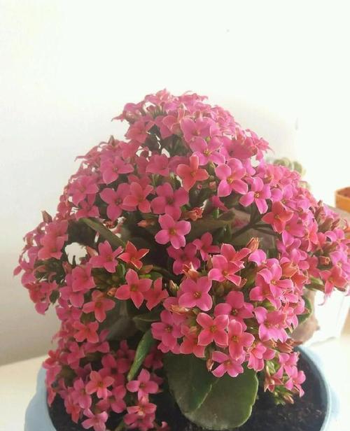 长寿花不开花怎么回事（寻找长寿花开花的正确方法）