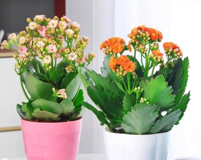 长寿花催花全攻略（如何科学地催开美丽的长寿花）