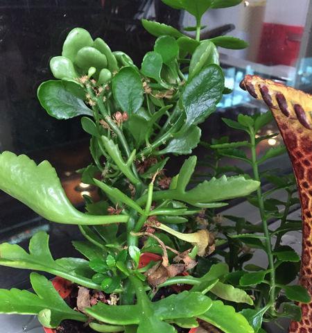 长寿花的生长过程（从种子到绽放）