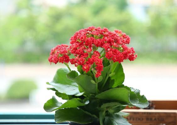 长寿花的种类与特点（探究长寿花的色彩）