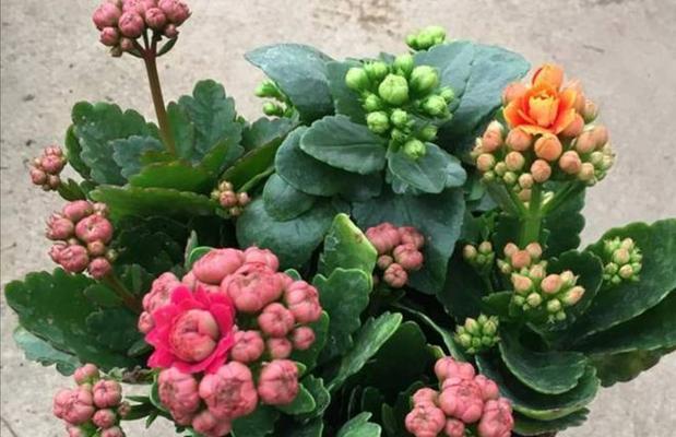 长寿花冬季开花全攻略（养护技巧）