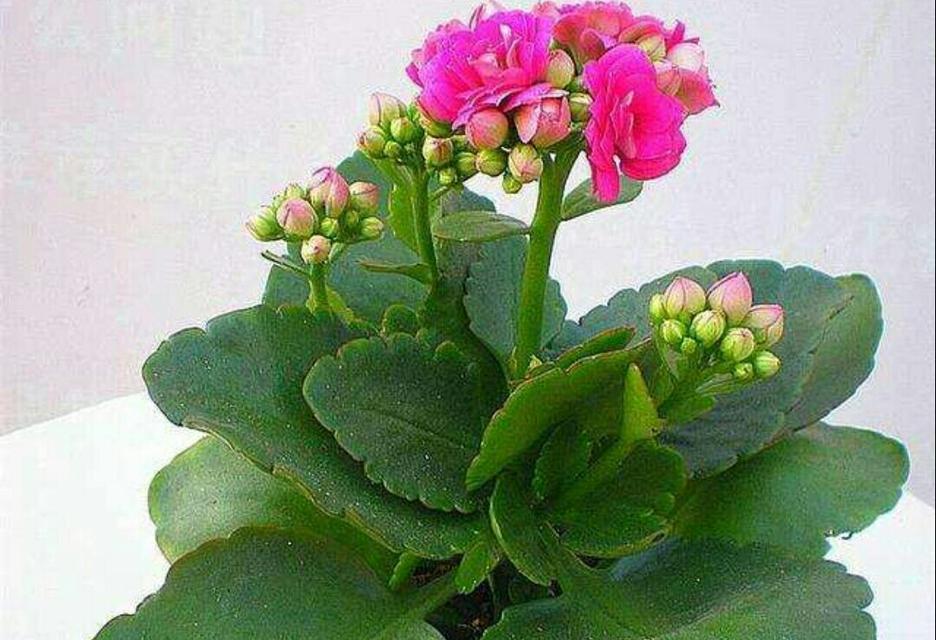 长寿花的开花周期与生长习性（解读长寿花的成长规律）