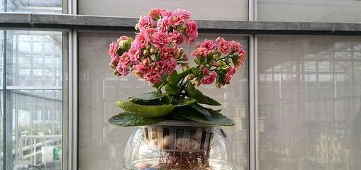 长寿花的浇水方法（科学浇水）