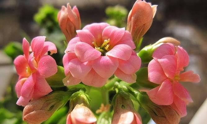 长寿花的浇水方法（科学浇水）