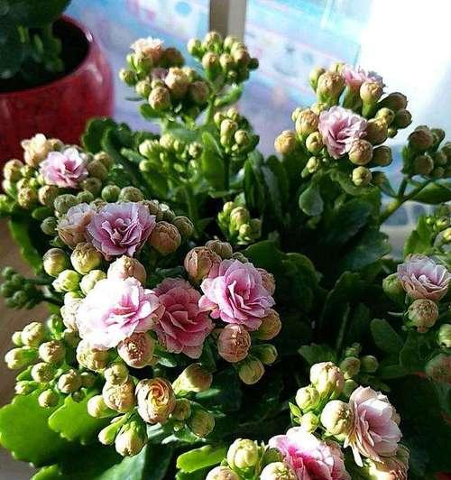 长寿花花苞枯萎原因及解决方法（探究长寿花花苞枯萎的原因和如何解决）