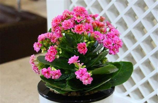 长寿花的花期及生长特点剖析（探究长寿花的开花周期和养护技巧）