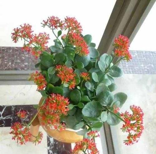 长寿花的花期及特点（长寿花开花时间）
