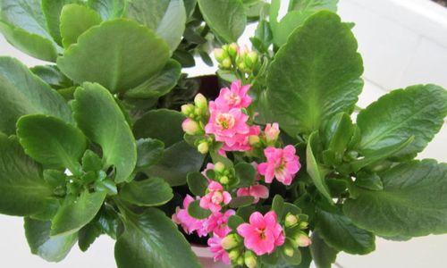 长寿花花语象征与寓意（探究长寿花背后的文化内涵与象征意义）