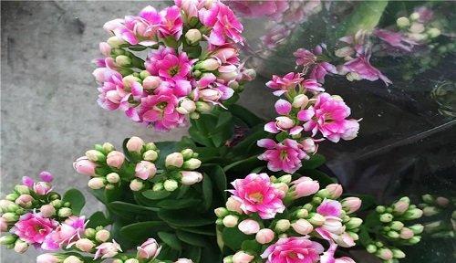 长寿花休眠期处理方法（有效延长长寿花寿命）