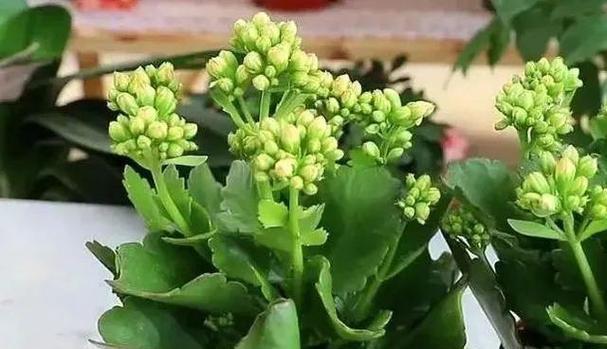 长寿花浇水全攻略（正确的浇水时间和方法让长寿花长长久久）