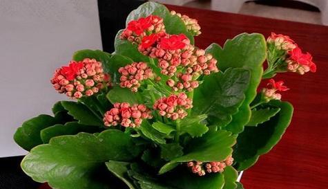 长寿花开完花后的处理方法（如何让长寿花更长久地生长和开放）