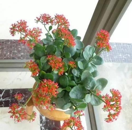 如何在家中种植长寿花（长寿花地栽方法和注意事项）