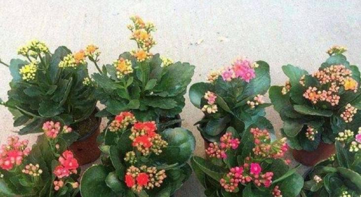 长寿花放卧室可行吗（长寿花养护要点及注意事项）