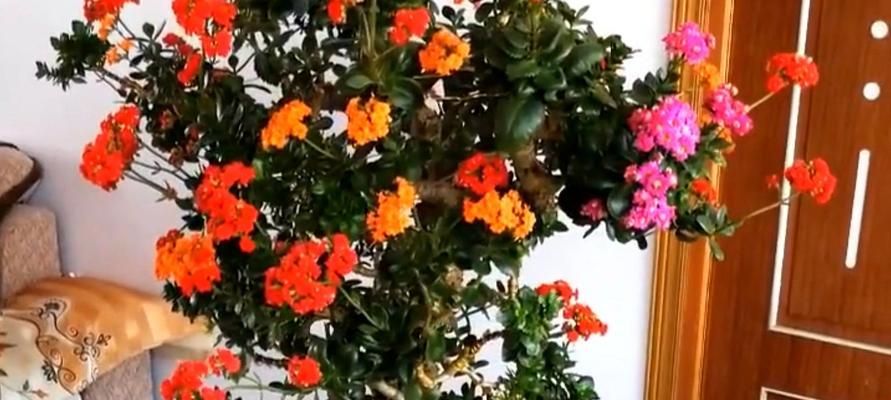 长寿花的养护技巧（浇水加硫酸亚铁能让长寿花更美）