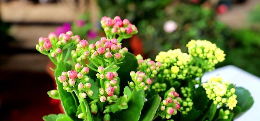 长寿花的养护技巧（多久才能养一朵长寿花）