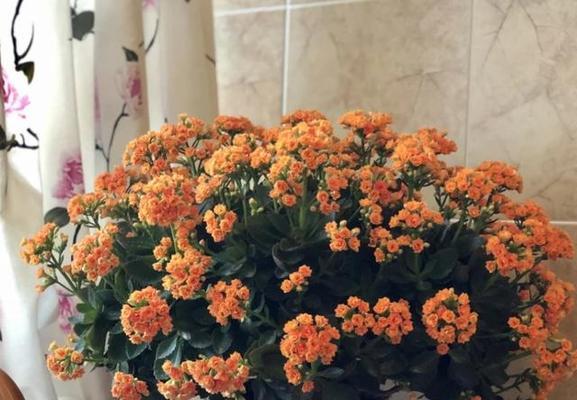 长寿花的养护技巧（多久才能养一朵长寿花）